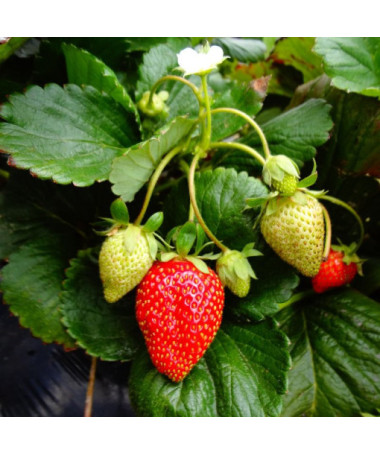 Fraise 'Temptation' pot suspendu, P9
