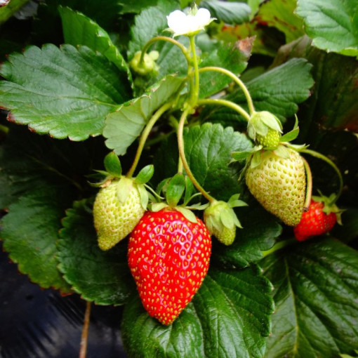 Fraise 'Temptation' pot suspendu, P9