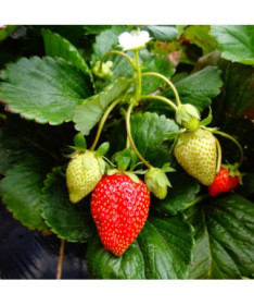 Fraise 'Temptation' pot suspendu, P9