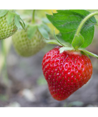 Fraise 'Temptation' pot suspendu, P9