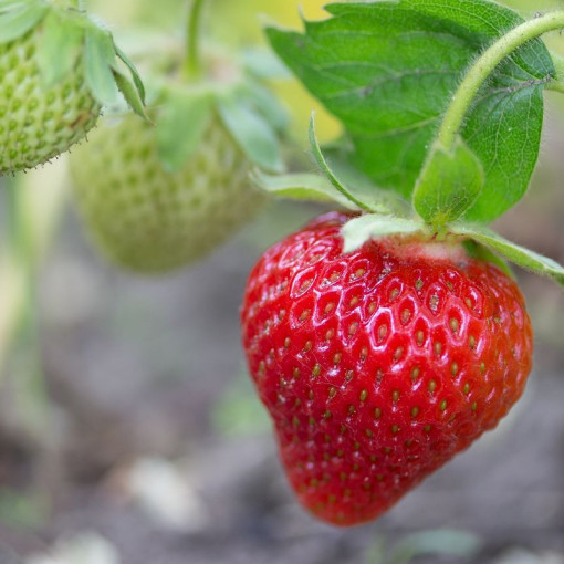 Fraise 'Temptation' pot suspendu, P9