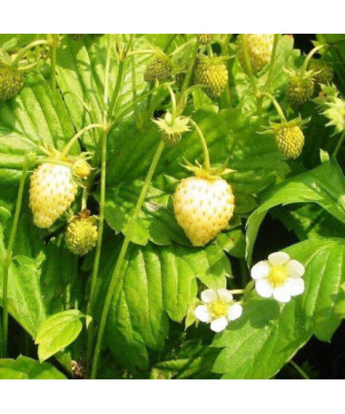 Fraise des bois jaune 'Yellow Wonder' pot, P9