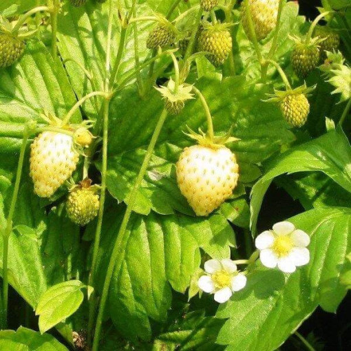 Fraise des bois jaune 'Yellow Wonder' pot, P9