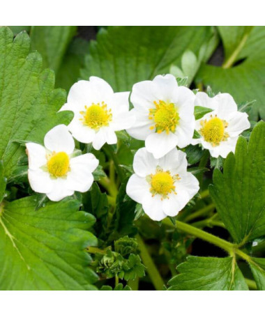 Fraise des bois jaune 'Yellow Wonder' pot, P9
