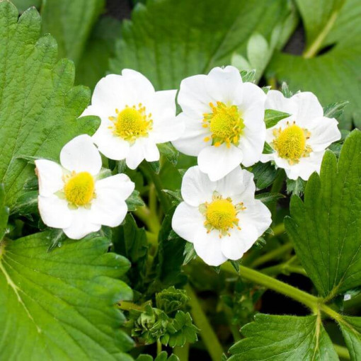 Fraise des bois jaune 'Yellow Wonder' pot, P9