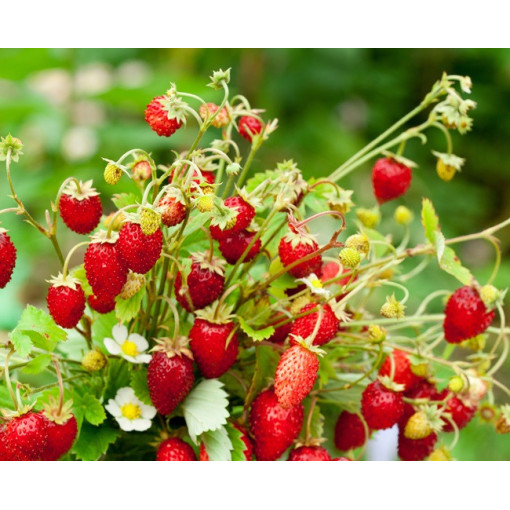 Fraise des bois Regina pot, P9