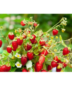 Fraise des bois Regina pot, P9