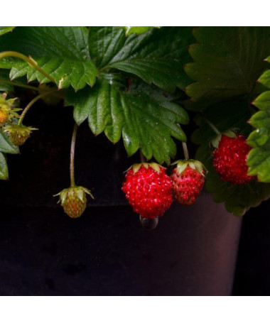 Fraise des bois Regina pot, P9