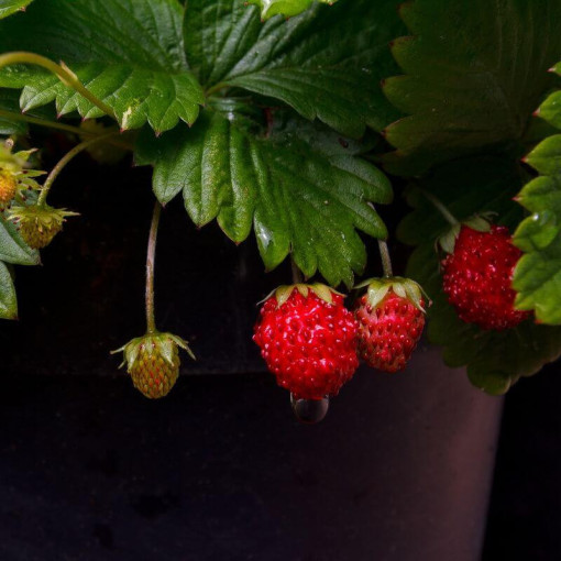 Fraise des bois Regina pot, P9