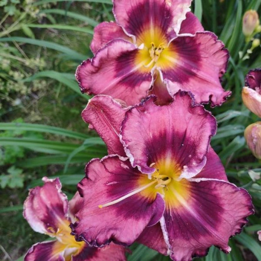 Hémérocalle 'Happy Surprise' pot, 2L