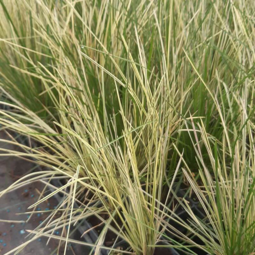 Deschampsie cespiteuse 'Northern Lights', pot 2L