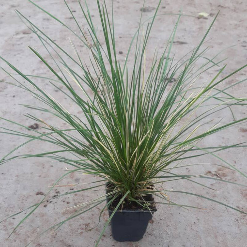 Deschampsie cespiteuse 'Northern Lights', pot 2L