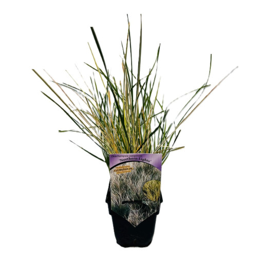 Deschampsie cespiteuse 'Northern Lights' P9/C1