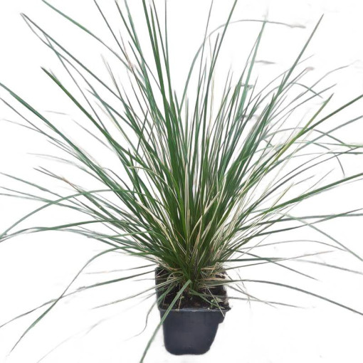 Deschampsie cespiteuse 'Northern Lights' P9/C1
