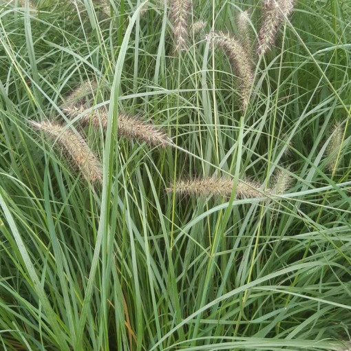 Herbe aux écouvillons japonaise LADY U, pot 2L