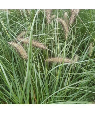 Herbe aux écouvillons japonaise LADY U P9/C1