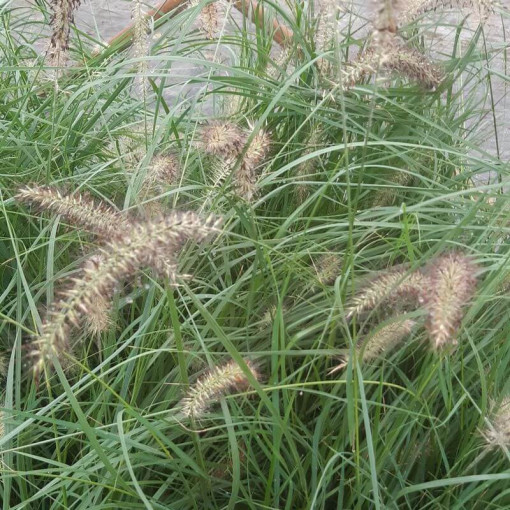 Herbe aux écouvillons japonaise LADY U P9/C1