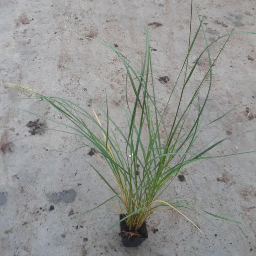 Herbe aux écouvillons japonaise LADY U P9/C1