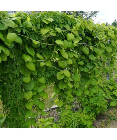 Vigne Pipe de Hollande à grandes feuilles P9/C1
