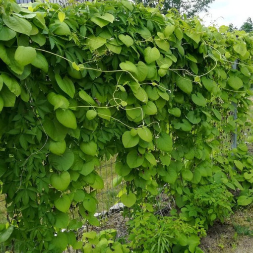 Vigne Pipe de Hollande à grandes feuilles P9/C1
