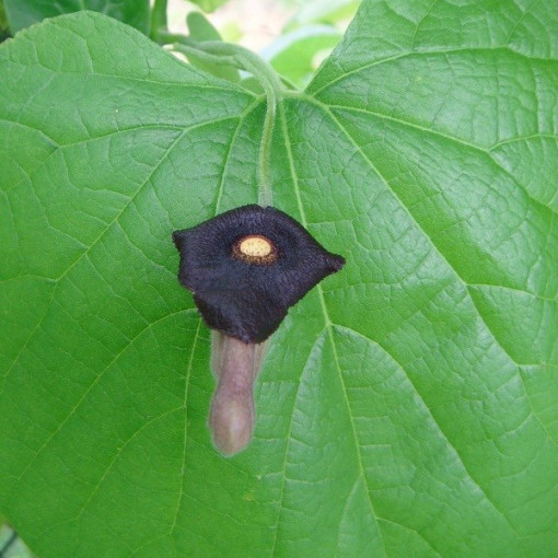 Vigne Pipe de Hollande à grandes feuilles P9/C1