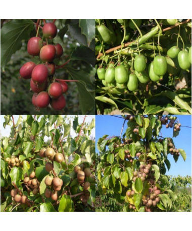 Ensemble de 4 pièces. Kiwi Actinidia MIX étiqueté P9/C1