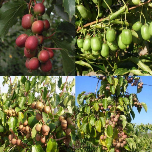 Ensemble de 4 pièces. Kiwi Actinidia MIX étiqueté P9/C1