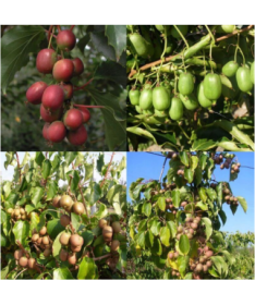 Ensemble de 4 pièces. Kiwi Actinidia MIX étiqueté P9/C1