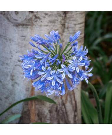 Agapanthes Bleue (Agapanthus Africanus) plants en pot de 2L