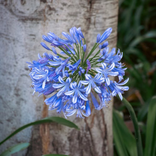 Agapanthes Bleue (Agapanthus Africanus) plants en pot de 2L
