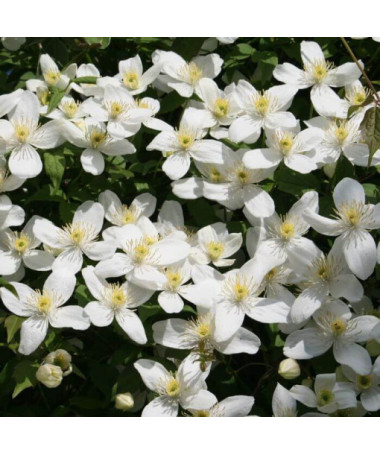 Clématite montana 'Chrysocoma' P9/C1