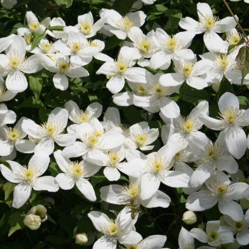 Clématite montana 'Chrysocoma' P9/C1