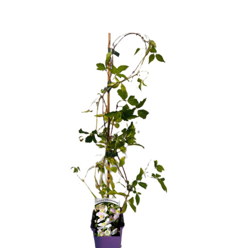 Clématite montana 'Chrysocoma' P9/C1