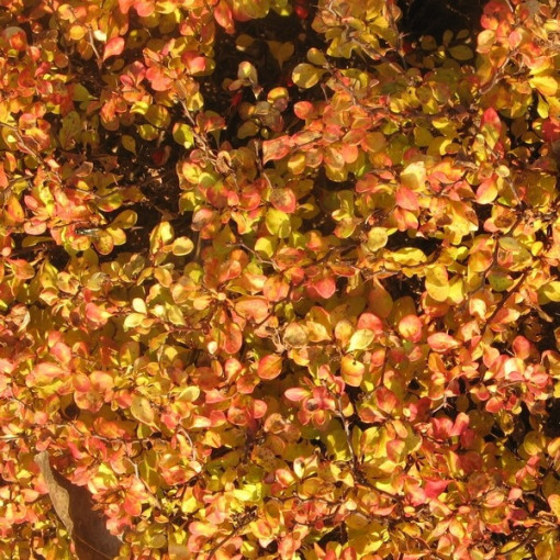 Berbéris 'Green Way' P9/C1