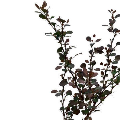 Berbéris 'Green Way' P9/C1