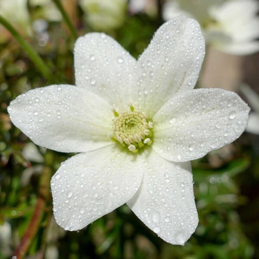 Clématite 'Joe' pot. 2L