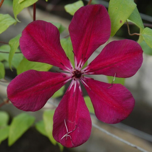 Clématite Allanah (à grandes fleurs) pot. 2L
