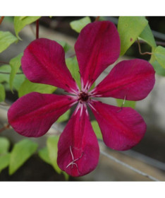 Clématite Allanah (à grandes fleurs) pot. 2L