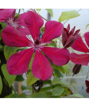 Clématite Allanah (à grandes fleurs) pot. 2L