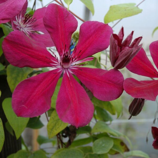 Clématite Allanah (à grandes fleurs) pot. 2L