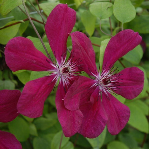 Clématite Allanah (à grandes fleurs) pot. 2L