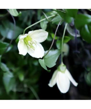 Clématite Cirrhosa 'Jingle Bells' pot. 2L