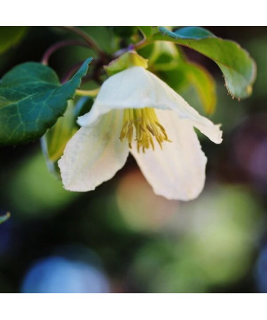 Clématite Cirrhosa 'Jingle Bells' pot. 2L