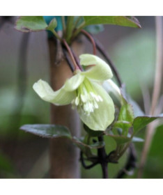 Clématite Cirrhosa 'Wisley Cream' pot. 2L