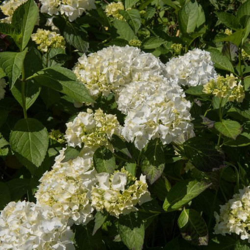 Hortensia de jardin 'Madame Emilie Mouillere' taille du pot P9/C1
