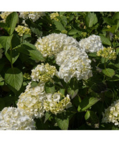 Hortensia de jardin 'Madame Emilie Mouillere' taille du pot P9/C1