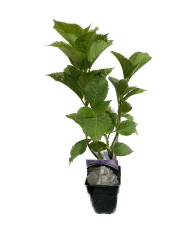 Hortensia de jardin 'Madame Emilie Mouillere' taille du pot P9/C1