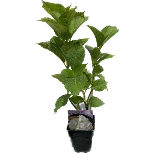 Hortensia de jardin 'Madame Emilie Mouillere' taille du pot P9/C1