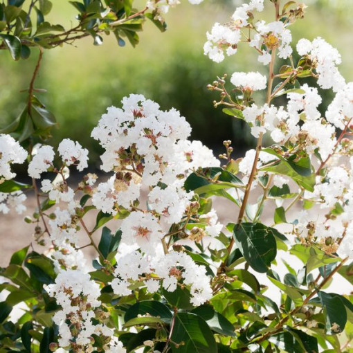 Lagerstroemia Indien White (Sans midi) P9/C1