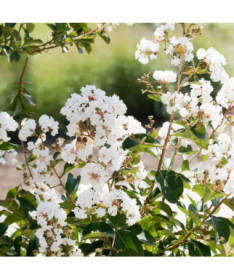 Lagerstroemia Indien White (Sans midi) P9/C1